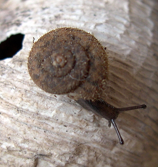 Schileykiella cfr parlatoris (Bivona, 1839)